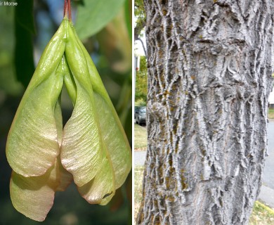 Acer negundo