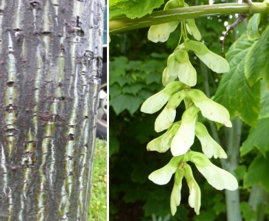 Acer pensylvanicum