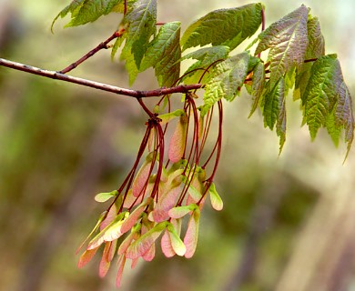 Acer rubrum