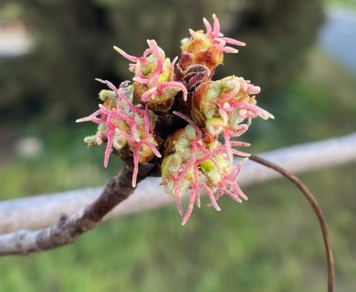 Acer saccharinum