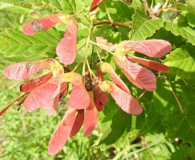 Acer tataricum