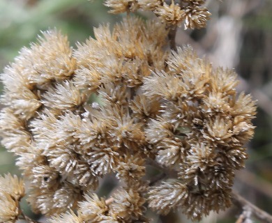 Achillea millefolium