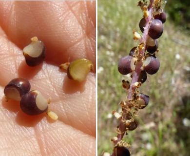 Achlys triphylla