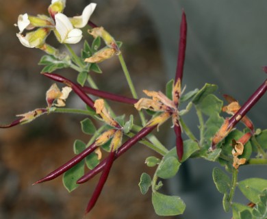 Acmispon grandiflorus