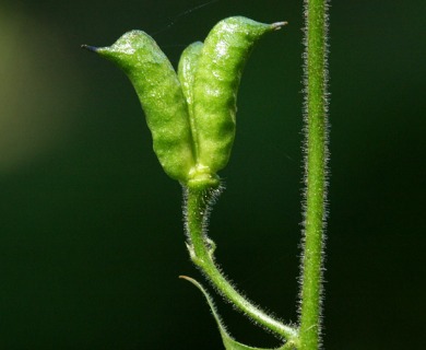 Aconitum columbianum