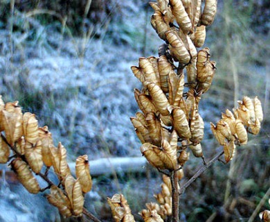 Actaea elata