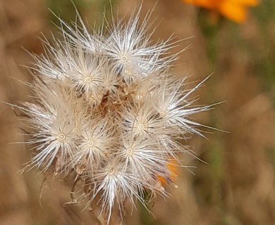 Adenophyllum cancellatum