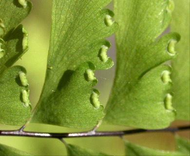 Adiantum aleuticum