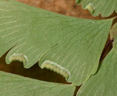 Adiantum pedatum