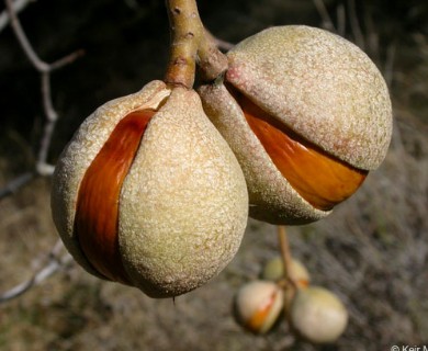 Aesculus californica