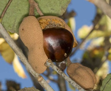 Aesculus pavia