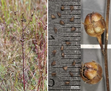 Agalinis purpurea