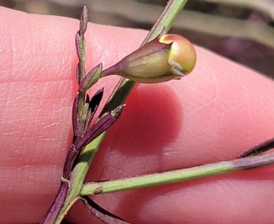 Agalinis strictifolia