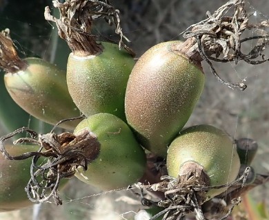 Agave gentryi