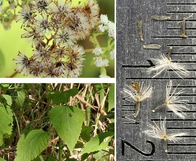 Ageratina altissima