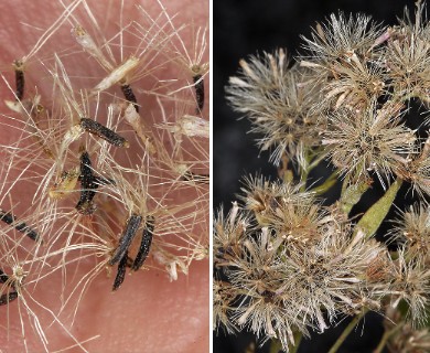 Ageratina occidentalis