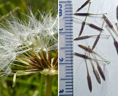 Agoseris aurantiaca