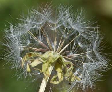 Agoseris glauca