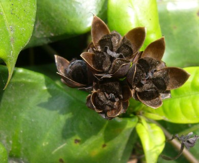 Allamanda cathartica