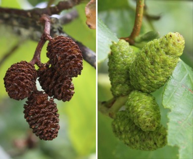 Alnus rubra