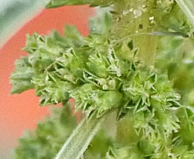 Amaranthus polygonoides