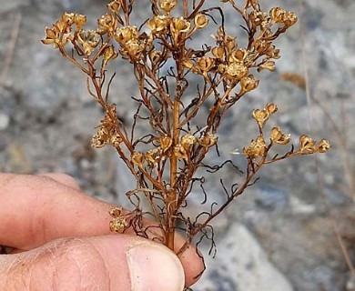 Amblyopappus pusillus