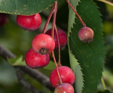 Amelanchier arborea