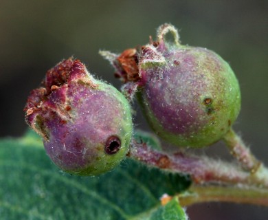 Amelanchier utahensis