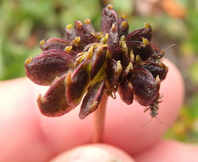 Anemonastrum sibiricum