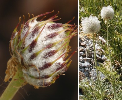 Anemone drummondii