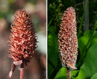 Anemopsis californica