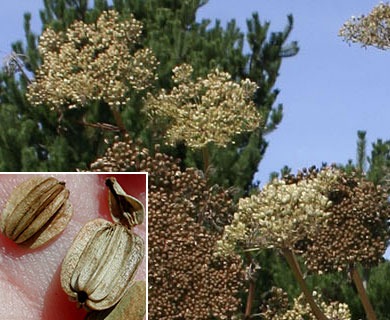 Angelica lucida