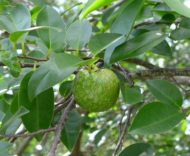 Annona glabra