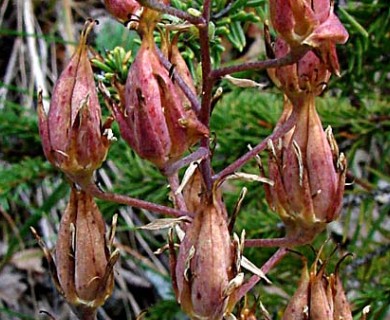 Anticlea elegans