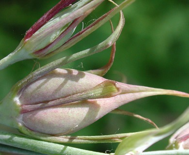 Anticlea occidentalis