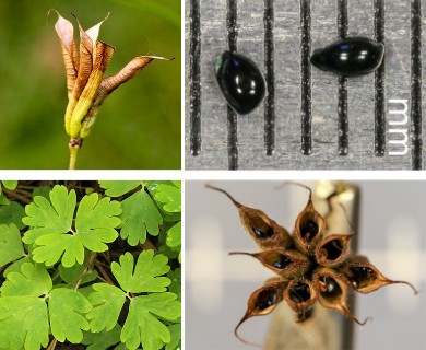 Aquilegia canadensis