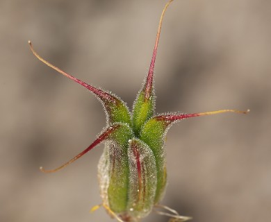 Aquilegia shockleyi