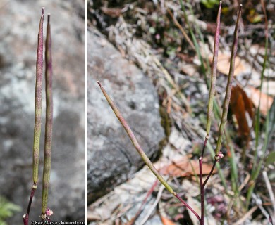 Arabis aculeolata