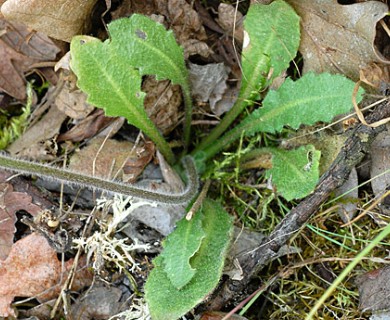 Arabis oregana