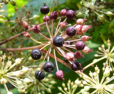 Aralia californica