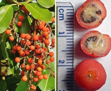 Arbutus menziesii