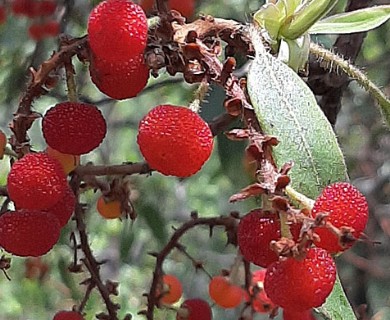 Arbutus tessellata