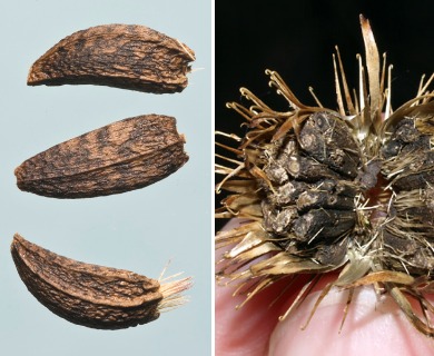 Arctium minus