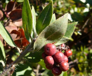 Arctostaphylos columbiana