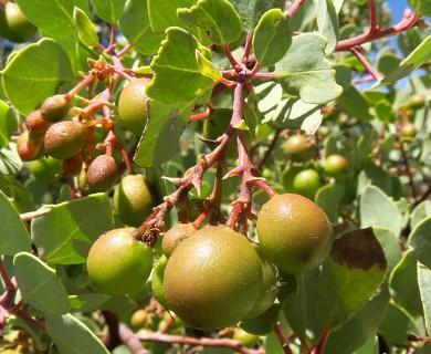 Arctostaphylos glauca