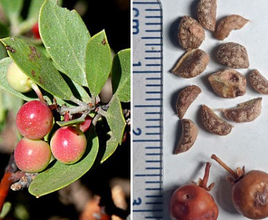 Arctostaphylos nevadensis