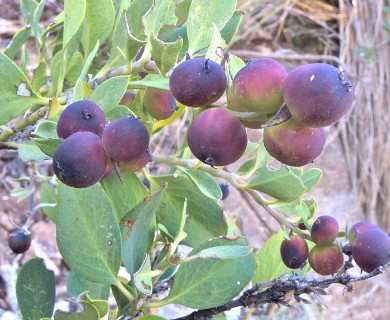 Arctostaphylos pungens