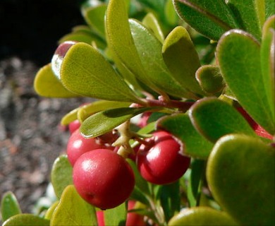 Arctostaphylos uva-ursi