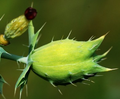 Argemone albiflora