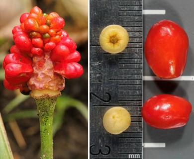 Arisaema dracontium